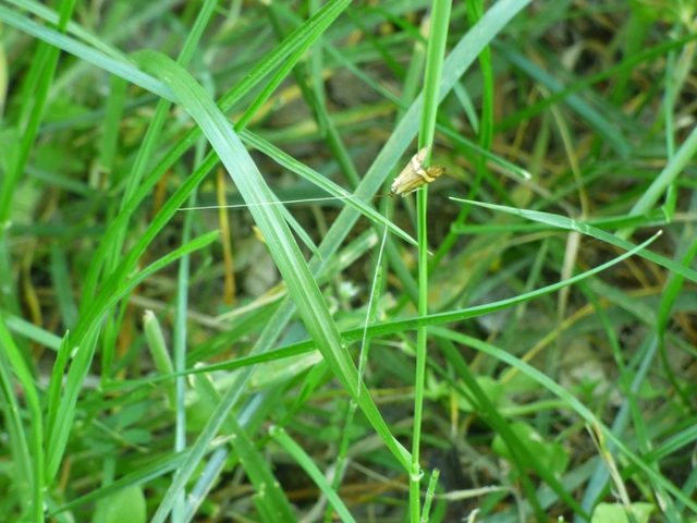 Nemophora degeerella - pompás tőrösmoly