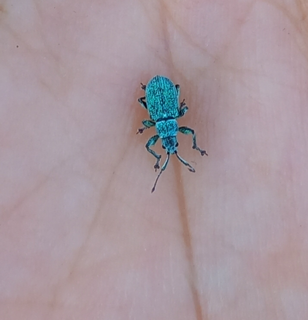 Phyllobius thalassinus - tömpeorrú levélormányos