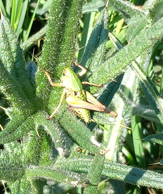 Decticus verrucivorus - szemölcsevő szöcske
