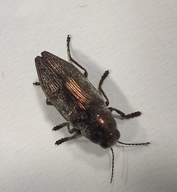 Buprestis haemorrhoidalis - foltosfejű díszbogár