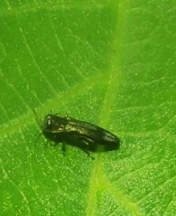 Agrilus derasofasciatus - szőlő-karcsúdíszbogár