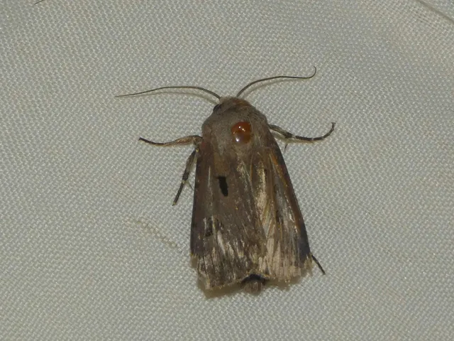 Agrotis exclamationis - felkiáltójeles földibagoly