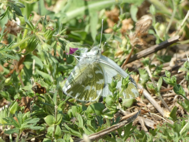Pontia edusa - rezedalepke