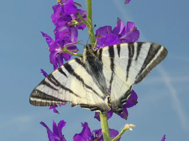 Iphiclides podalirius - kardoslepke