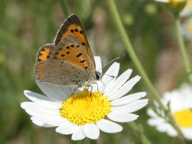 Lycaena phlaeas - közönséges tűzlepke