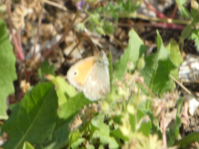 Coenonympha pamphilus - kis szénalepke