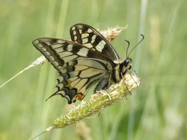 Papilio machaon - fecskefarkú lepke