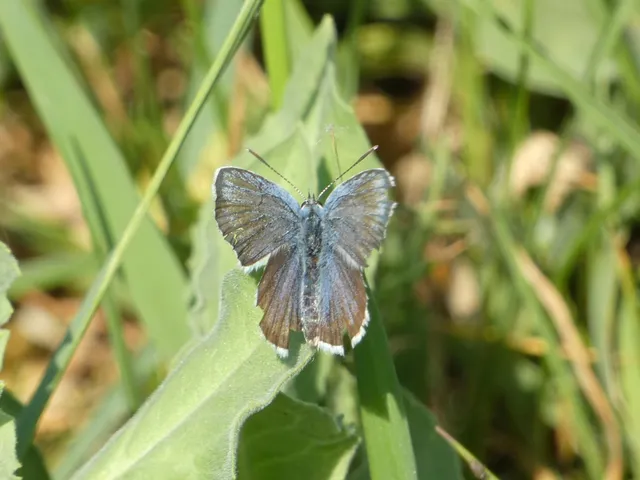 Plebejus argus - ezüstös boglárka