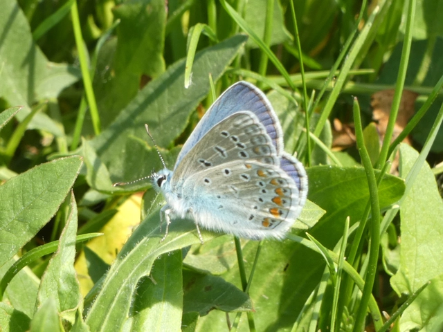 Polyommatus icarus - közönséges boglárka