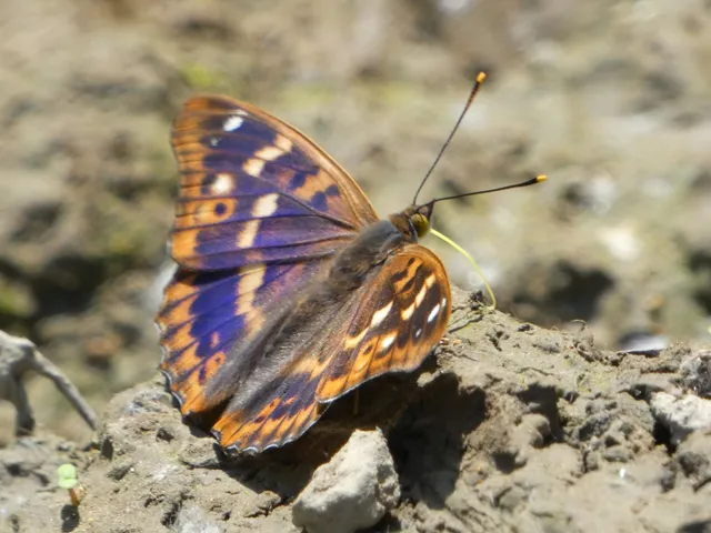 Apatura ilia - kis színjátszólepke