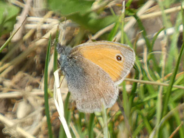 Coenonympha pamphilus - kis szénalepke
