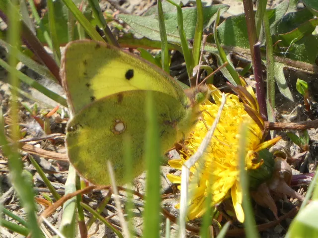Colias erate - csángó-kéneslepke