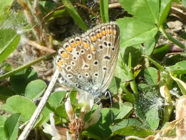 Polyommatus icarus - közönséges boglárka