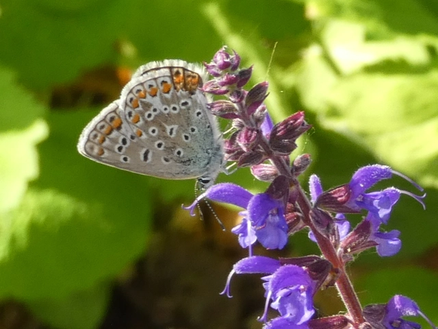 Polyommatus icarus - közönséges boglárka