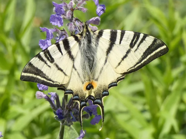 Iphiclides podalirius - kardoslepke