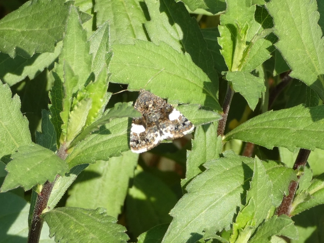Tyta luctuosa - fekete nappalibagoly
