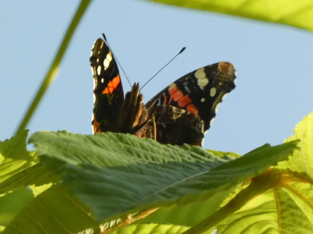 Vanessa atalanta - atalantalepke