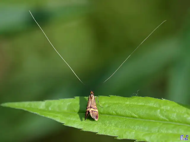 Nemophora degeerella - pompás tőrösmoly
