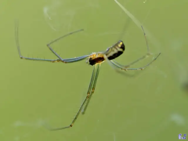 Neriene radiata - szegélyes vitorláspók