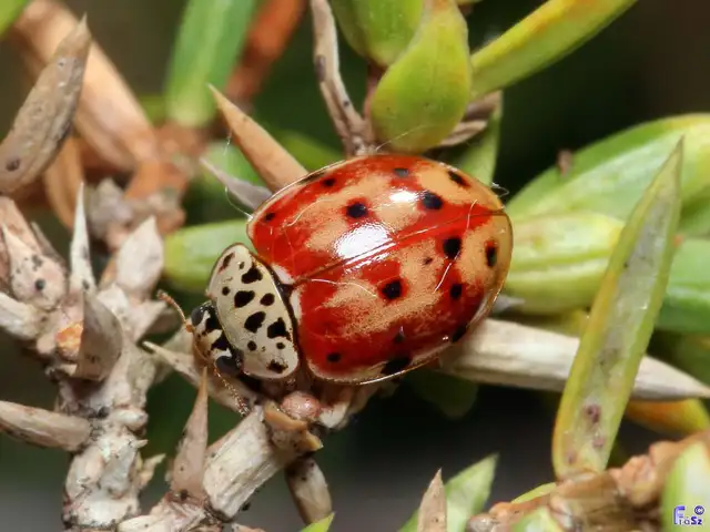 Harmonia quadripunctata - négypettyes katica