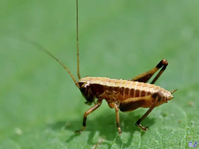 Pholidoptera griseoaptera - szürke avarszöcske
