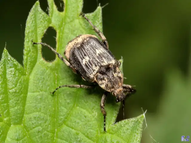 Valgus hemipterus - suta virágbogár