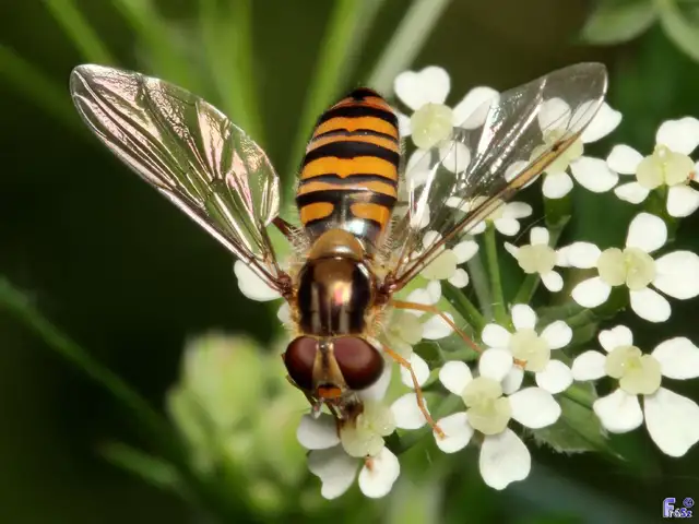 Episyrphus balteatus - ékfoltos zengőlégy