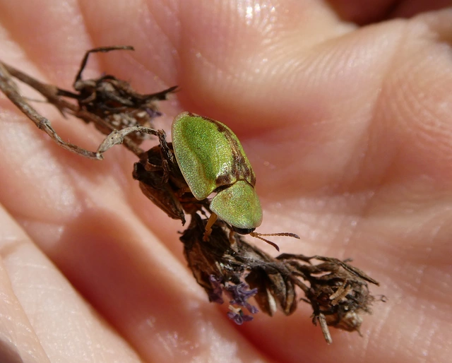 Cassida vibex - szőrös pajzsbogár Cassida vibex - szőrös pajzsbogár