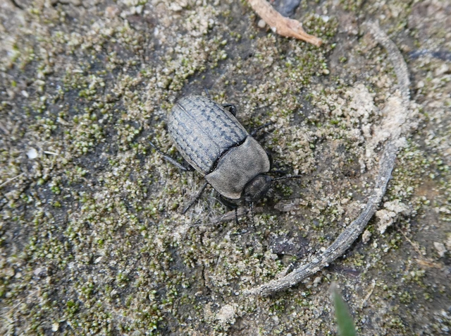 Opatrum sabulosum - sároshátú gyászbogár