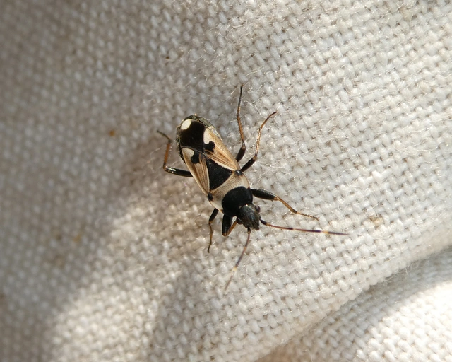 Raglius confusus