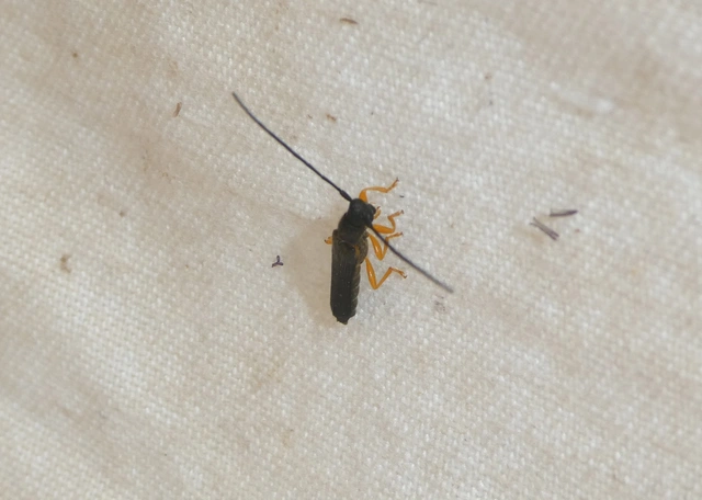 Oberea linearis - erdei mogyorócincér
