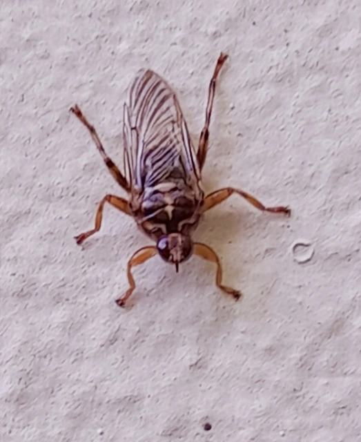 Hippobosca
