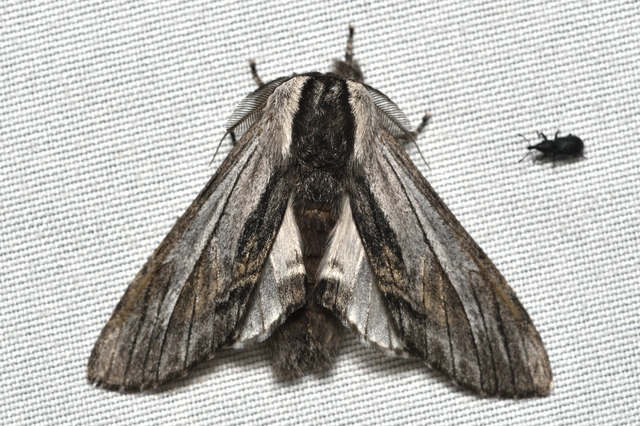 Harpyia milhauseri - pergamen-púposszövő