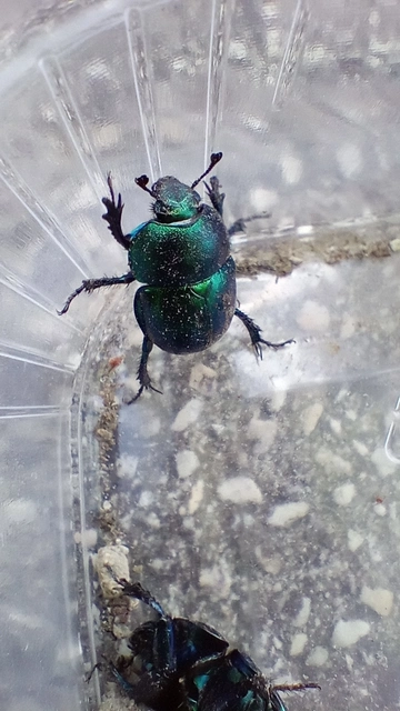 Trypocopris vernalis - tavaszi álganéjtúró