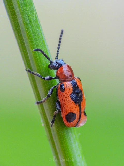 Crioceris quinquepunctata - ötpontos spárgabogár Crioceris quinquepunctata - ötpontos spárgabogár
