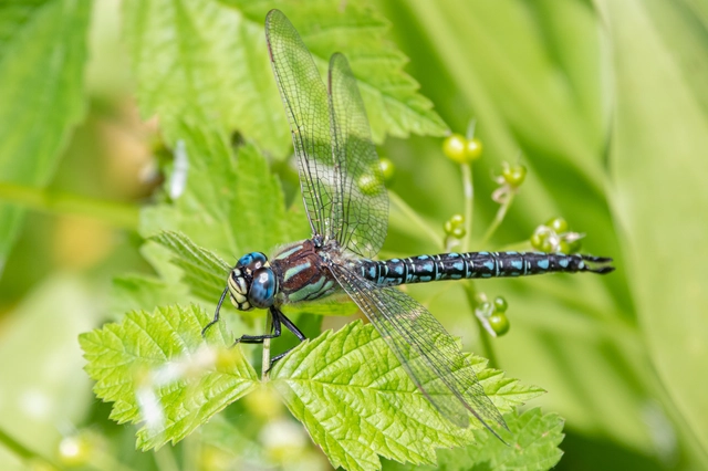 Brachytron pratense - szőrös karcsúacsa