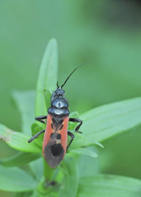Peirates hybridus - foltos rablópoloska