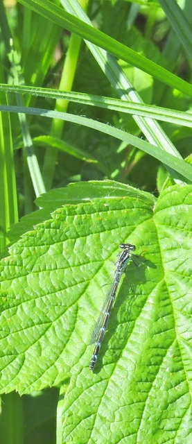 Enallagma cyathigerum - kéksávos légivadász