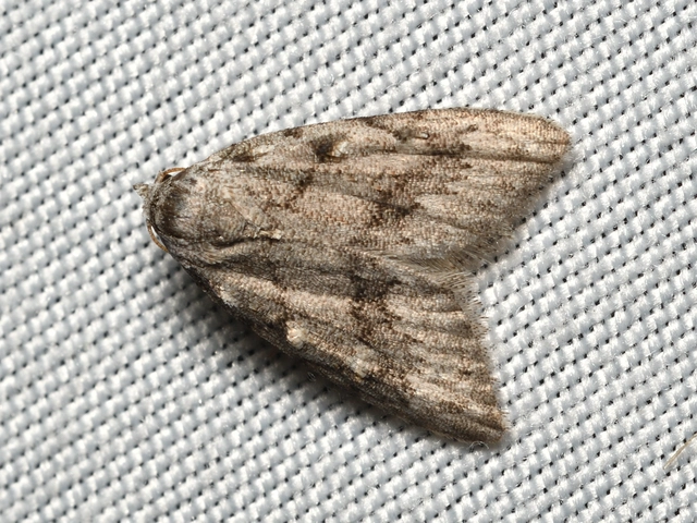 Nola cicatricalis - szürke pamacsosszövő
