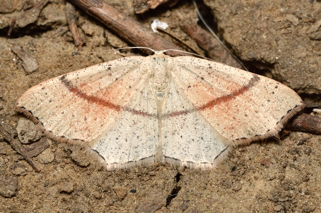 Cyclophora punctaria - sávos pettyesaraszoló