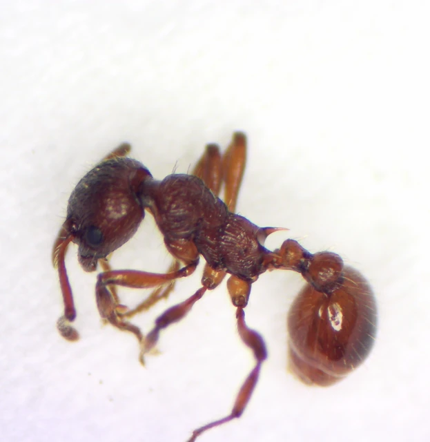 Myrmica rubra - közönséges bütyköshangya