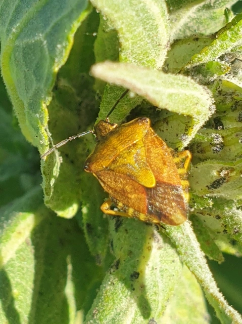 Carpocoris Carpocoris
