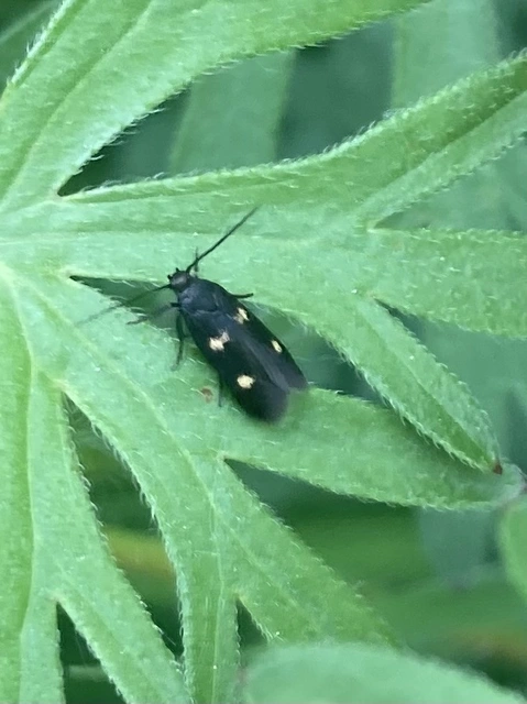 Parascythris muelleri - kétpettyes zöldmoly