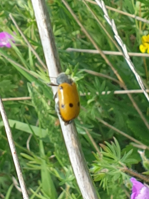 Lachnaia sexpunctata - szőrösnyakú zsákhordóbogár