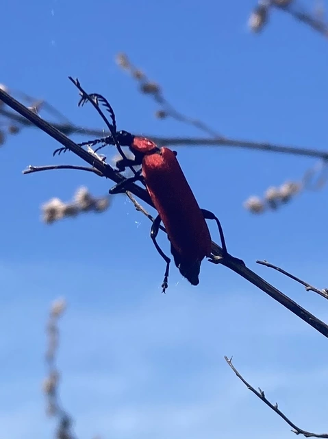 Pyrochroa coccinea - nagy bíborbogár