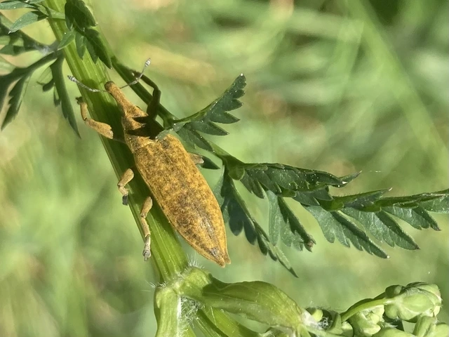 Lixus iridis - bürökfúró dudvabarkó