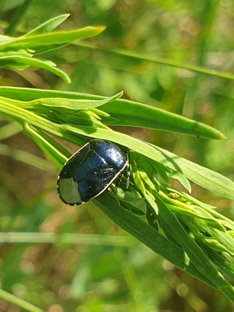 Canthophorus