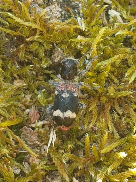 Clerus mutillarius - feketenyakú szúfarkas