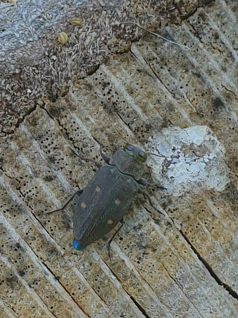 Chrysobothris affinis - aranypettyes díszbogár
