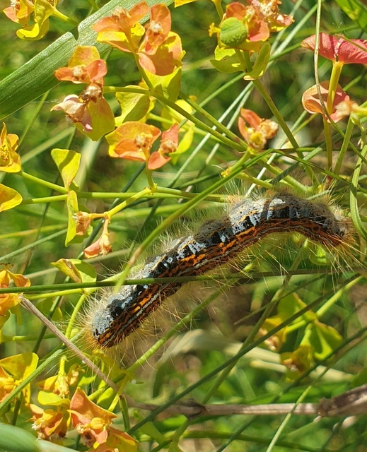 Malacosoma castrensis - kutyatejszövő